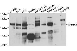 Western blot analysis of extracts of various cell lines, using MAP4K3 antibody. (MAP4K3 anticorps)