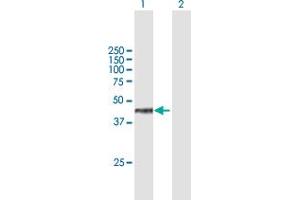 Western Blot analysis of WDR18 expression in transfected 293T cell line by WDR18 MaxPab polyclonal antibody.