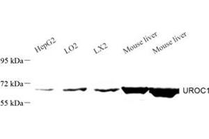 Western blot analysis of UROC1 (ABIN7076158) at dilution of 1: 1000 (UROC1 anticorps)