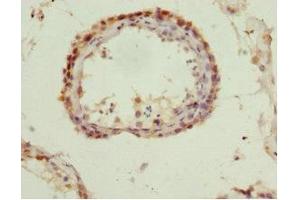 Immunohistochemistry of paraffin-embedded human testis tissue using ABIN7166001 at dilution of 1:100 (QKI anticorps  (AA 1-341))