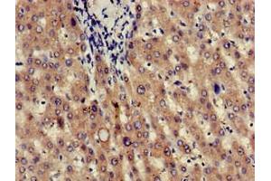 Immunohistochemistry of paraffin-embedded human liver tissue using ABIN7165664 at dilution of 1:100 (JAG1 anticorps  (AA 809-1046))