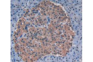 Used in DAB staining on fromalin fixed paraffin- embedded pancreas tissue