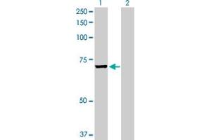 Western Blot analysis of EPM2AIP1 expression in transfected 293T cell line by EPM2AIP1 MaxPab polyclonal antibody.