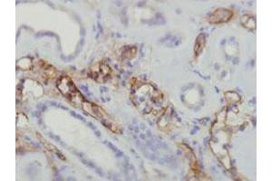 Immunohistochemical staining (Formalin-fixed paraffin-embedded sections) of human kidney with C4A/C4B monoclonal antibody, clone A24-T .