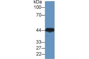 Western Blot; Sample: Canine Brain lysate; ;Primary Ab: 2µg/ml Rabbit Anti-Human CKM Antibody;Second Ab: 0.