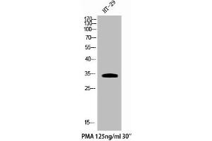 Western Blot analysis of HT29+PMA cells using Phospho-Cdk5 (Y15) Polyclonal Antibody (CDK5 anticorps  (pTyr15))