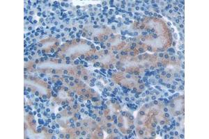 Used in DAB staining on fromalin fixed paraffin- embedded kidney tissue (OS9 anticorps  (AA 471-672))