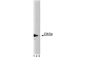 Western Blotting (WB) image for anti-Translocase of Inner Mitochondrial Membrane 23 Homolog (Yeast) (TIMM23) (AA 5-126) antibody (ABIN968428) (TIMM23 anticorps  (AA 5-126))
