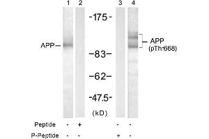 Image no. 1 for anti-Amyloid beta (A4) Precursor Protein (APP) (pThr668) antibody (ABIN196929) (APP anticorps  (pThr668))