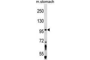 ZW10 Antibody (N-term) western blot analysis in mouse stomach tissue lysates (35 µg/lane). (ZW10 anticorps  (N-Term))