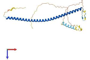 AlphaFold protein structure predicition of Mouse Recombinant Cavin3 Protein, UniprotID Q91VJ2