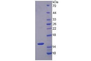 SDS-PAGE of Protein Standard from the Kit (Highly purified E.