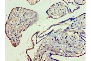 Immunohistochemistry of paraffin-embedded human placenta tissue using ABIN7157756 at dilution of 1:100 (KMO anticorps  (AA 1-486))