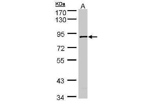 SCYL3 anticorps  (Center)