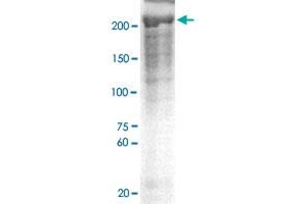 Neurofibromin 1 anticorps  (pSer2741)
