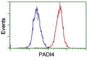 Image no. 3 for anti-Peptidyl Arginine Deiminase, Type IV (PADI4) (AA 299-588) antibody (ABIN1491355)