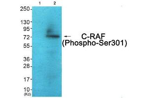 Western blot analysis of extracts from COS7 cells (Lane 2), using C-RAF (Phospho-Ser301) Antibody. (RAF1 anticorps  (pSer301))