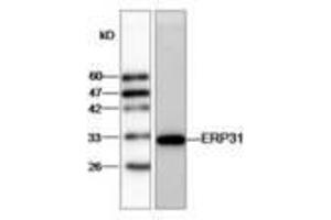 Image no. 1 for anti-Endoplasmic Reticulum Protein 29 (ERP29) (AA 33-261) antibody (ABIN791433) (ERP29 anticorps  (AA 33-261))