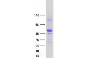 Validation with Western Blot