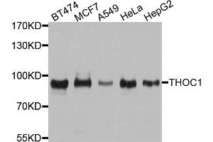 Western blot analysis of extracts of various cell lines, using THOC1 antibody. (THOC1 anticorps)