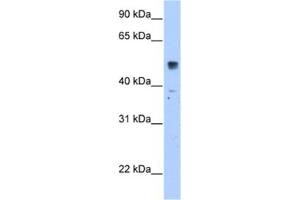 Western Blotting (WB) image for anti-Solute Carrier Family 35, Member F5 (SLC35F5) antibody (ABIN2462767) (SLC35F5 anticorps)
