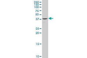 RFC2 polyclonal antibody (A01), Lot # 051011JC01 Western Blot analysis of RFC2 expression in HepG2 .