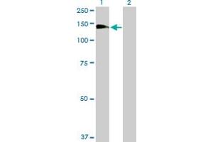 Western Blot analysis of RALGDS expression in transfected 293T cell line by RALGDS MaxPab polyclonal antibody.