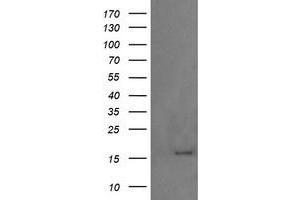 Image no. 2 for anti-Growth Arrest and DNA-Damage-Inducible, gamma (GADD45G) antibody (ABIN1497601) (GADD45G anticorps)