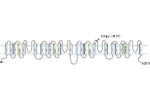 Representative domain view of the target of ABIN7582073.