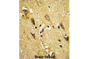 Immunohistochemistry (IHC) image for anti-Myelin Associated Oligodendrocyte Basic Protein (MOBP) antibody (ABIN3002875) (MOBP anticorps)