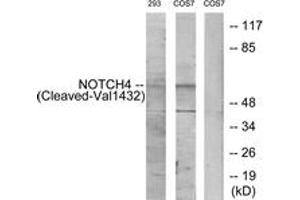 Western blot analysis of extracts from 293/COS7 cells, treated with etoposide 25uM 1h, using NOTCH4 (Cleaved-Val1432) Antibody. (NOTCH4 anticorps  (Cleaved-Val1432))