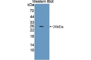Western blot analysis of the recombinant protein. (ARNTL anticorps  (AA 1-169))