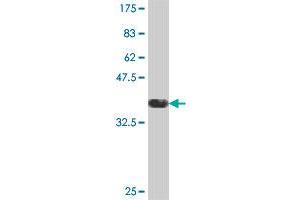 Western Blot detection against Immunogen (36.