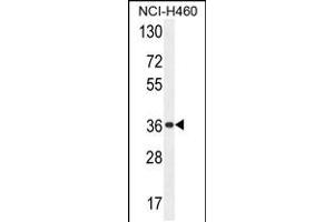 Western blot analysis in NCI-H460 cell line lysates (35ug/lane). (OR4A47 anticorps  (C-Term))