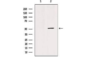 Western blot analysis of extracts from mouse brain tissue, using GLUT3 Antibody. (SLC2A3 anticorps  (C-Term))