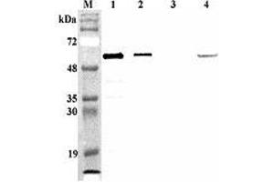 Western blot analysis of mouse FTO using anti-FTO (mouse), pAb  at 1:4,000 dilution.
