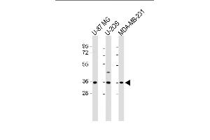 All lanes : Anti-OR2AE1 Antibody (C-term) at 1:1000 dilution Lane 1: U-87 MG whole cell lysate Lane 2: U-2OS whole cell lysate Lane 3: MDA-MB-231 whole cell lysate Lysates/proteins at 20 μg per lane. (Olfactory Receptor, Family 2, Subfamily AE, Member 1 (OR2AE1) (AA 278-312), (C-Term) anticorps)