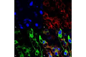 Immunocytochemistry/Immunofluorescence analysis using Mouse Anti-Versican Monoclonal Antibody, Clone S351-23 (ABIN2485747).