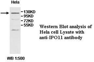 Image no. 1 for anti-Importin 11 (IPO11) antibody (ABIN1577291)