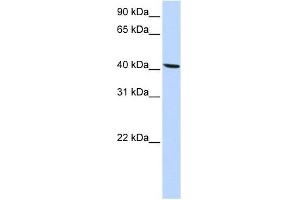 SLC22A18 antibody used at 1 ug/ml to detect target protein. (ORCTL-2/SLC22A18 anticorps  (N-Term))