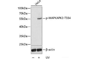 Western blot analysis of extracts from HeLa cells using Phospho-MAPKAPK2(T334) Polyclonal Antibody.