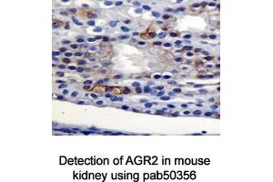Image no. 2 for anti-Anterior Gradient Homolog 2 (Xenopus Laevis) (AGR2) (AA 1-50), (N-Term) antibody (ABIN363665) (AGR2 anticorps  (N-Term))