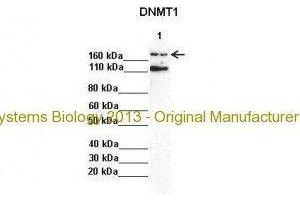 Researcher: AnonymousApplication: Western BlottingSpecies+tissue/cell type: Lane 1:241 µg mouse mesenchymal stem cell lysate Primary Antibody dilution: 1:0000Secondary Antibody: Anti-rabbit-HRP Secondary Antibody Dilution: 1:00,000