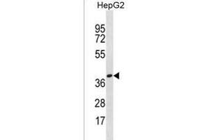 OR4X1 Antibody (N-term) (ABIN1539528 and ABIN2850051) western blot analysis in HepG2 cell line lysates (35 μg/lane). (OR4X1 anticorps  (N-Term))