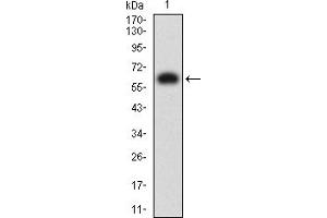 Western blot analysis using KIR3DL1 mAb against human KIR3DL1 (AA: extra 22-340) recombinant protein.