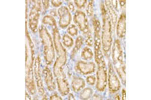 Immunohistochemistry of paraffin-embedded Mouse kidney using GM130 antibody (ABIN6129789, ABIN6141264, ABIN6141265 and ABIN6220979) at dilution of 1:25 (40x lens). (Golgin A2 (GOLGA2) (AA 20-300) anticorps)