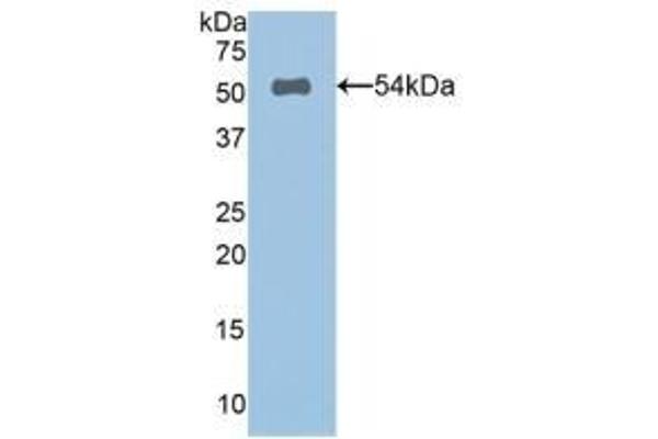 SPON2 anticorps  (AA 119-331)