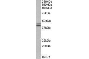 Western Blotting (WB) image for anti-Isocitrate Dehydrogenase 1 (NADP+), Soluble (IDH1) (Internal Region) antibody (ABIN2464781) (IDH1 anticorps  (Internal Region))