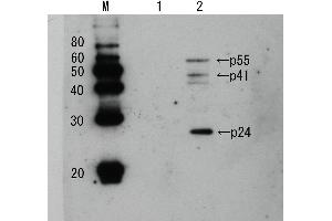 Western Blotting (WB) image for anti-Human Immunodeficiency Virus 1 Capsid (HIV-1 p24) antibody (Biotin) (ABIN2452028) (HIV-1 p24 anticorps  (Biotin))