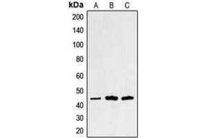 Western blot analysis of Alpha-sarcoglycan expression in HuvEc (A), Raw264. (SGCA anticorps  (Center))